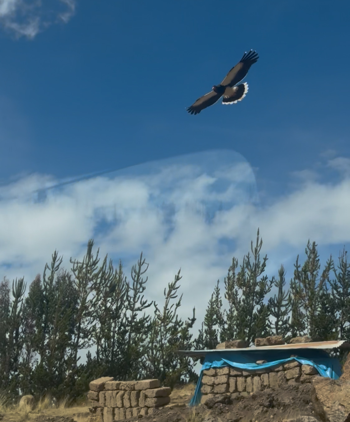 A large bird flying across a blue sky above trees and a stone wall