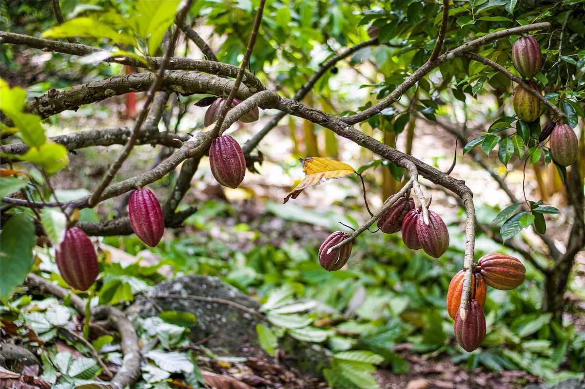 Ripe cacao pods growing on a tree