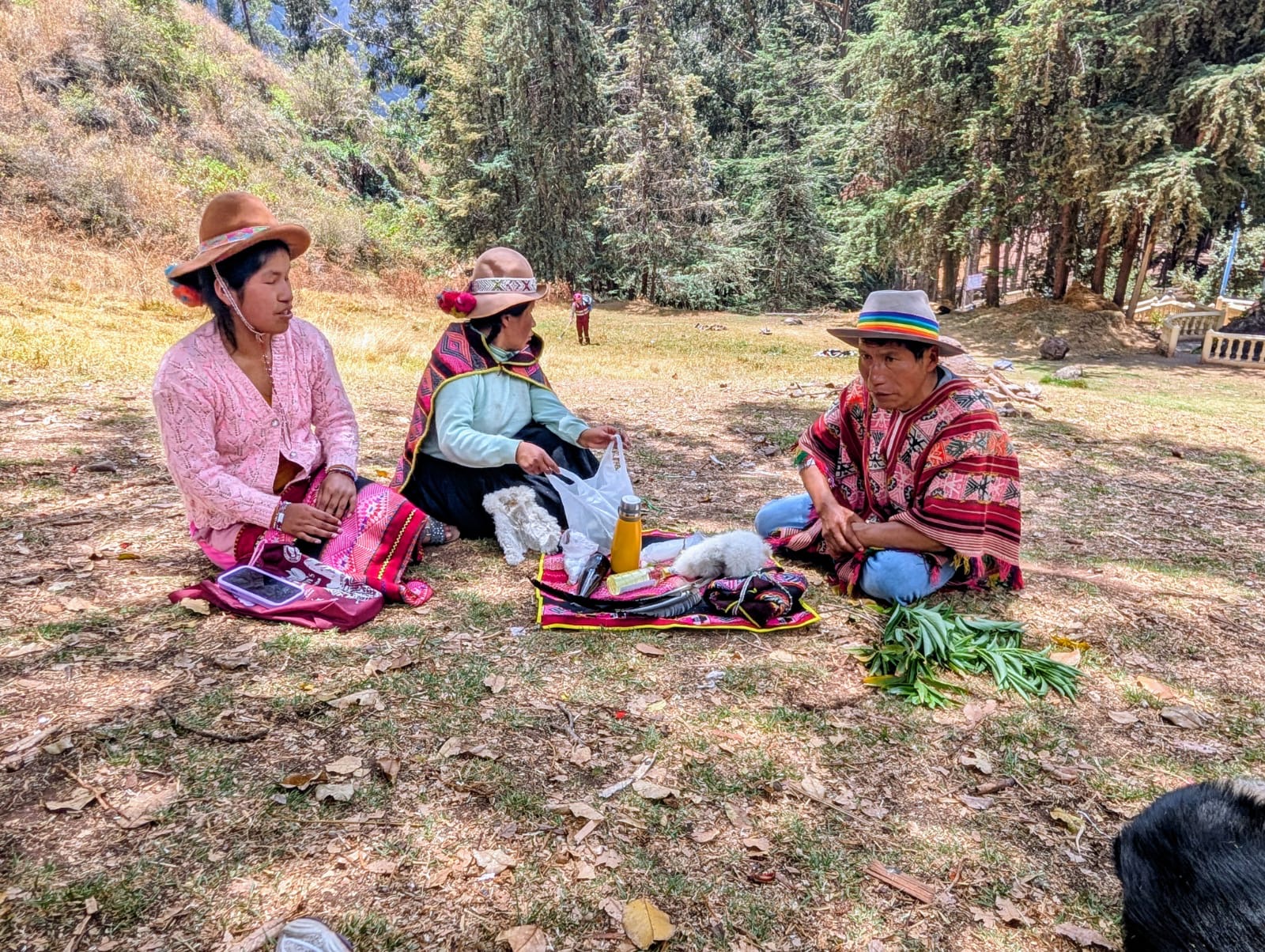 Three people seated on woven blankets in a grassy clearing beside tall trees
