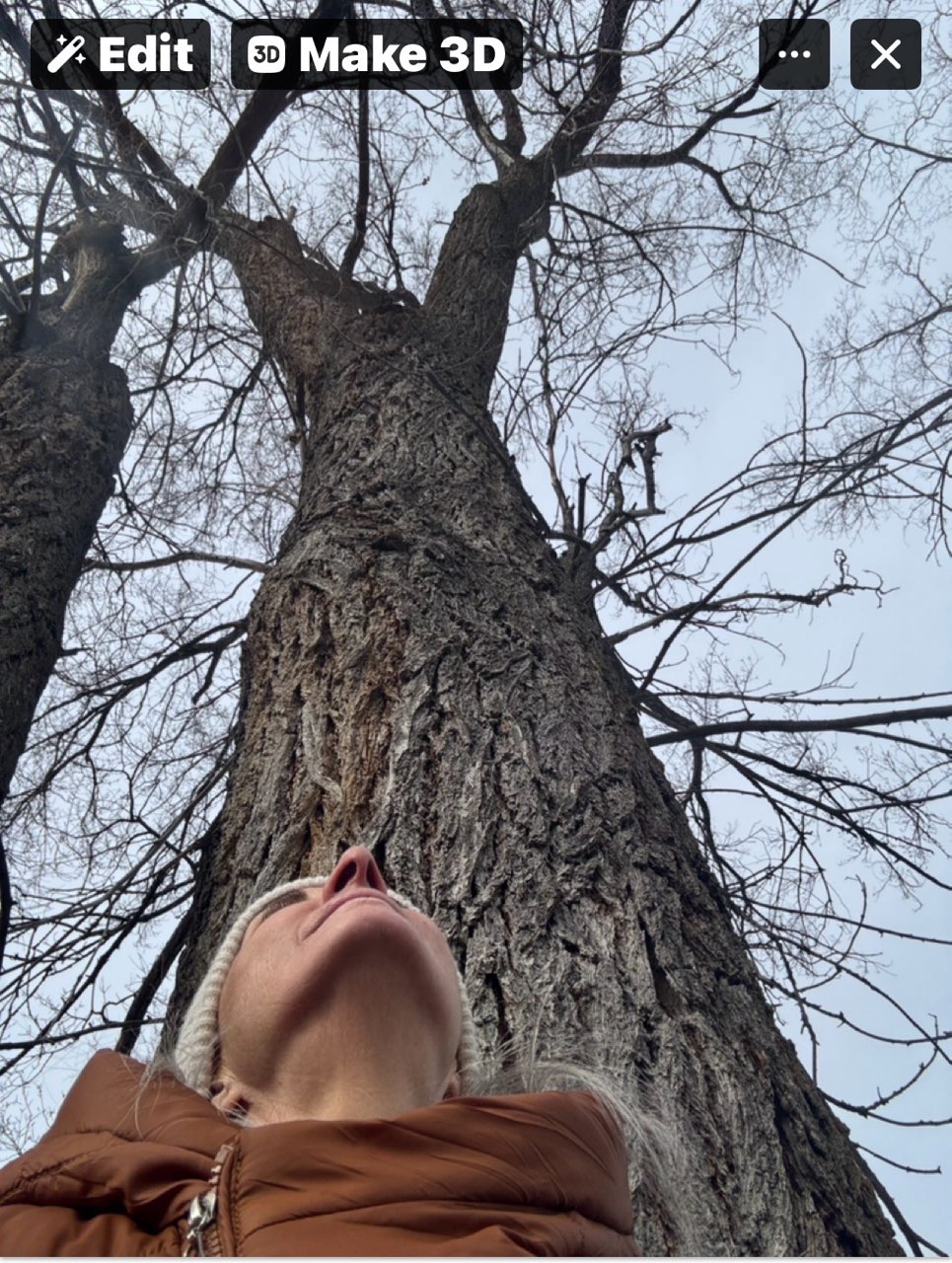Armanda’s phone snapshot looking upward along a tree trunk